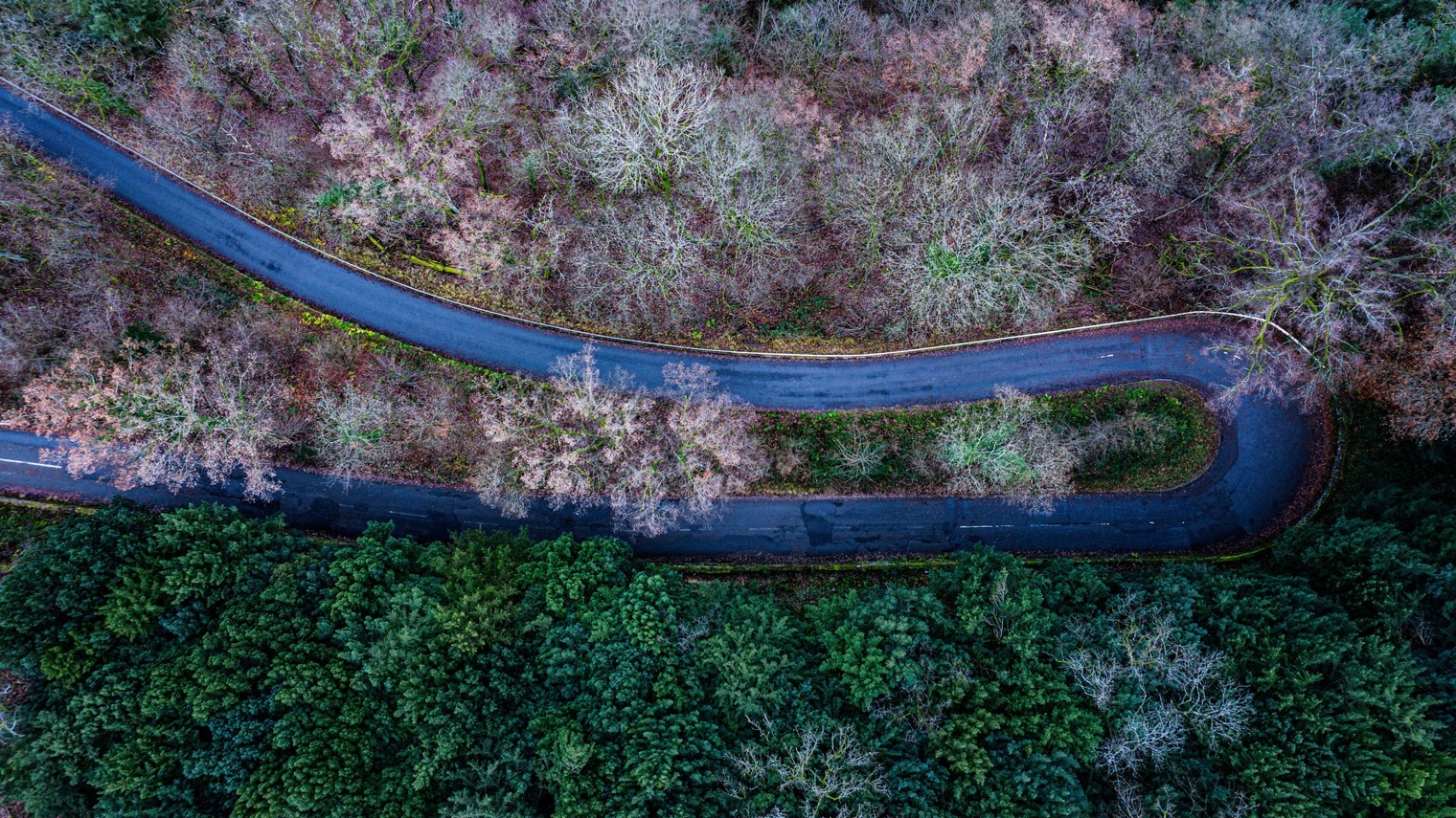 Aerial view of a forest road separating a broadleaf stand from a conifer stand