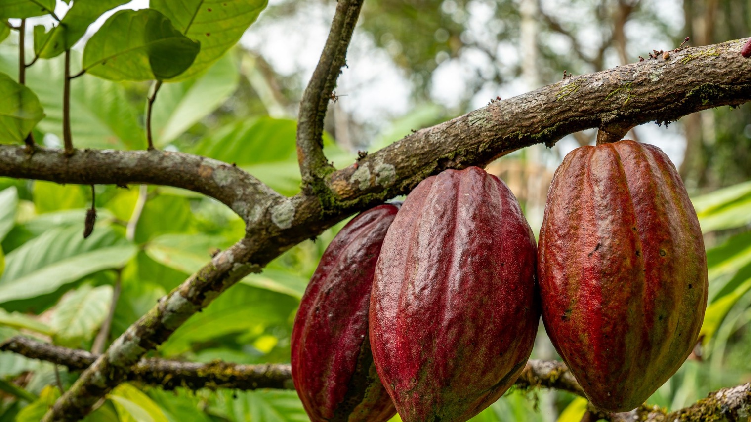 Three ripe cocoa pods hanging from a branch